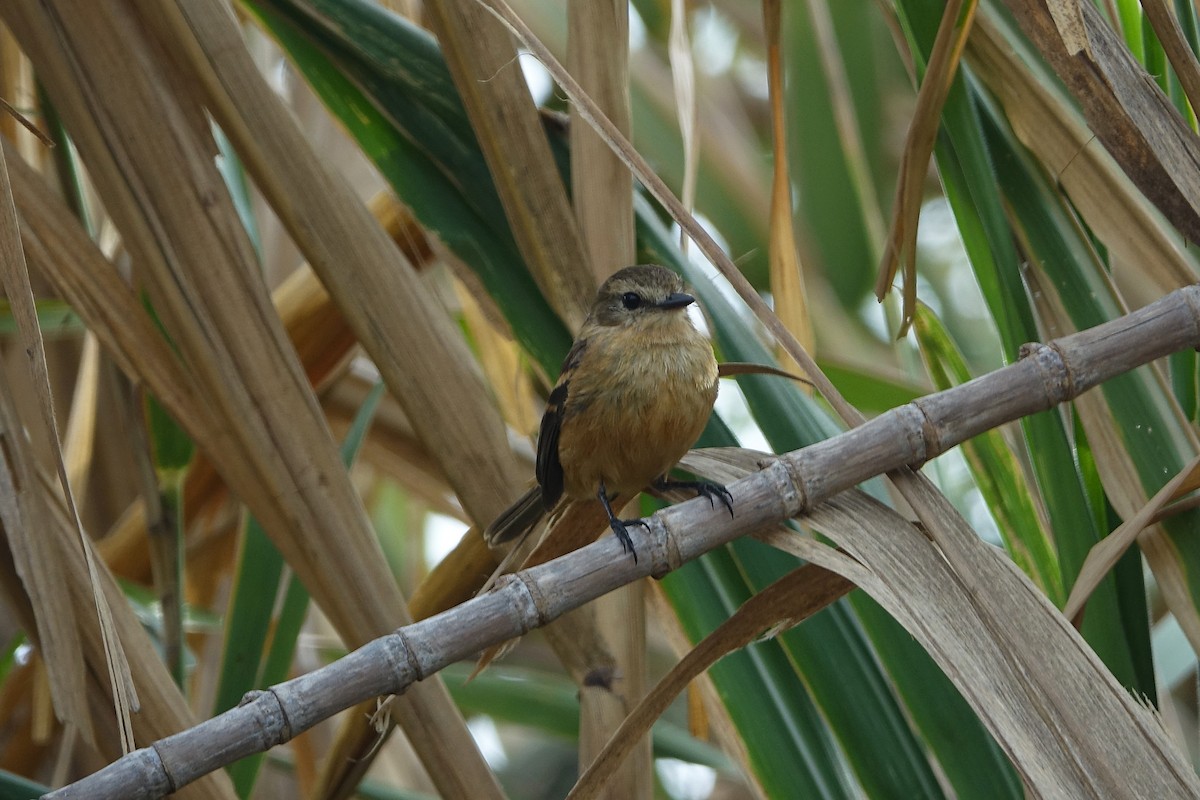 Rufescent Flycatcher - ML645032299