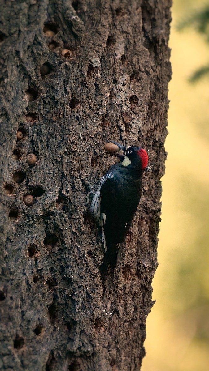 Acorn Woodpecker - ML645032300