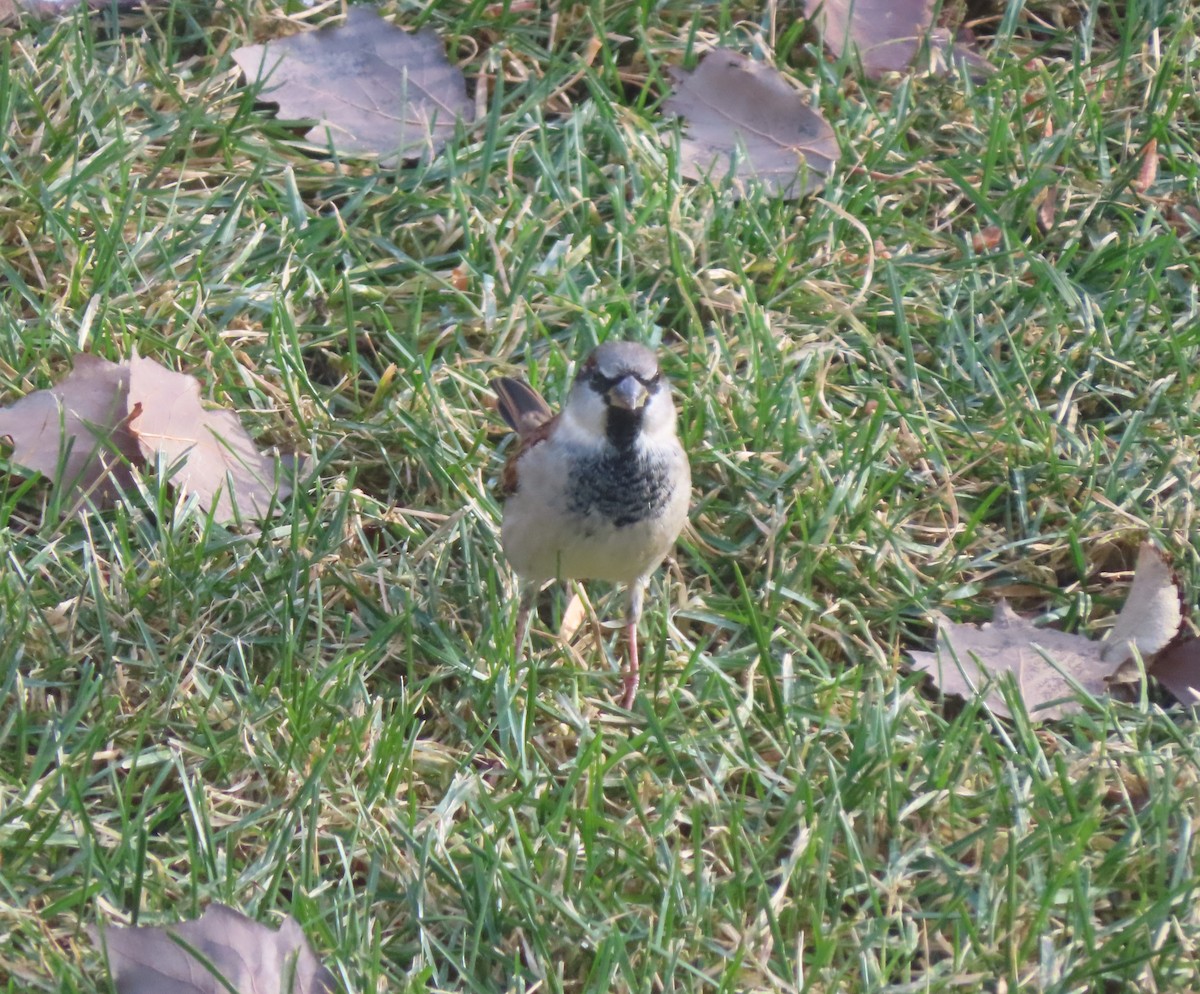 vrabec domácí - ML645032301