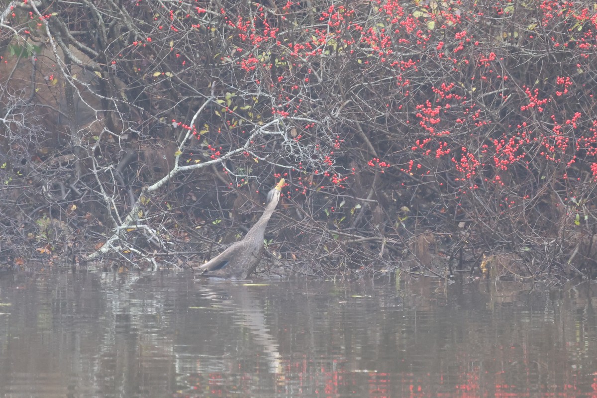 American Black Duck - ML645032307