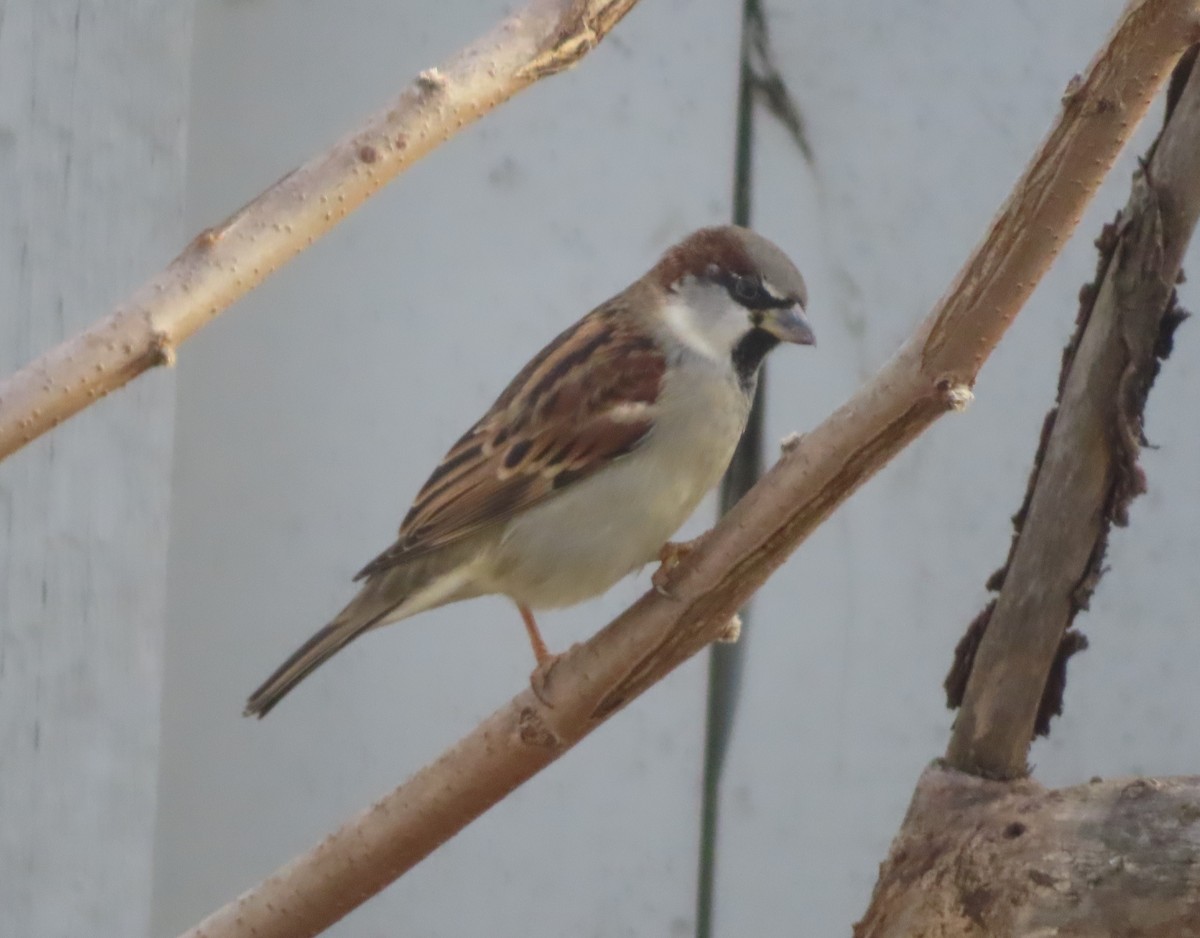 vrabec domácí - ML645032308