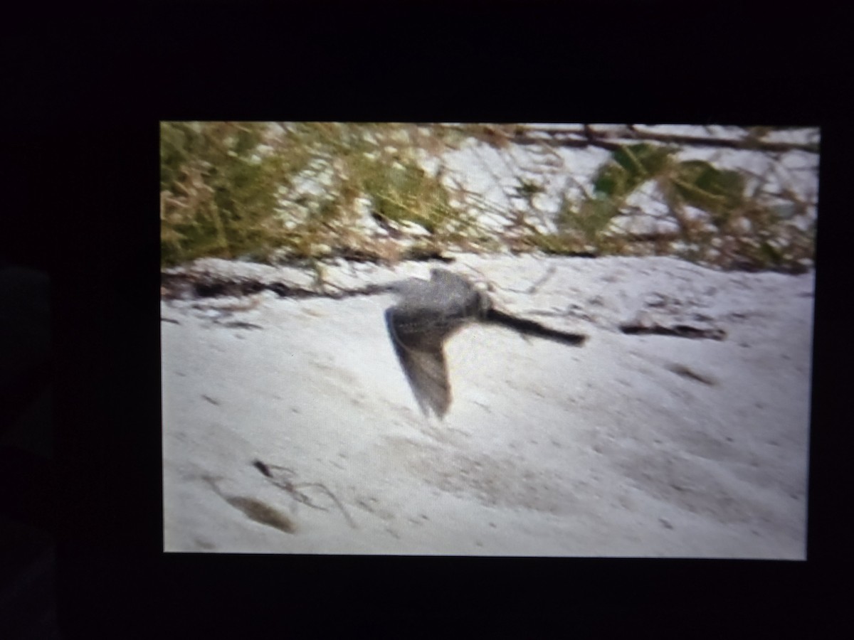 Scissor-tailed Flycatcher - ML645032309