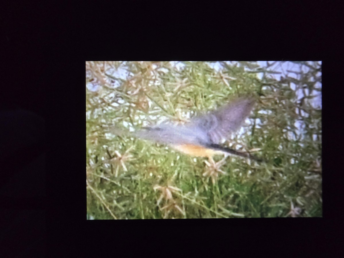 Scissor-tailed Flycatcher - ML645032310