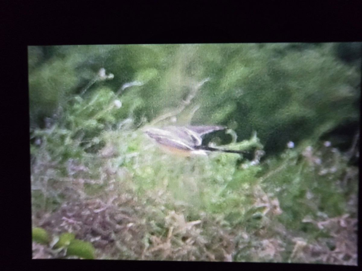 Scissor-tailed Flycatcher - ML645032311