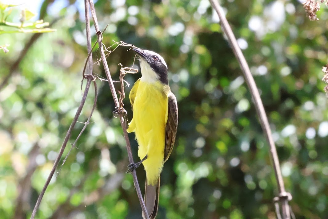 Rusty-margined Flycatcher - ML645032313