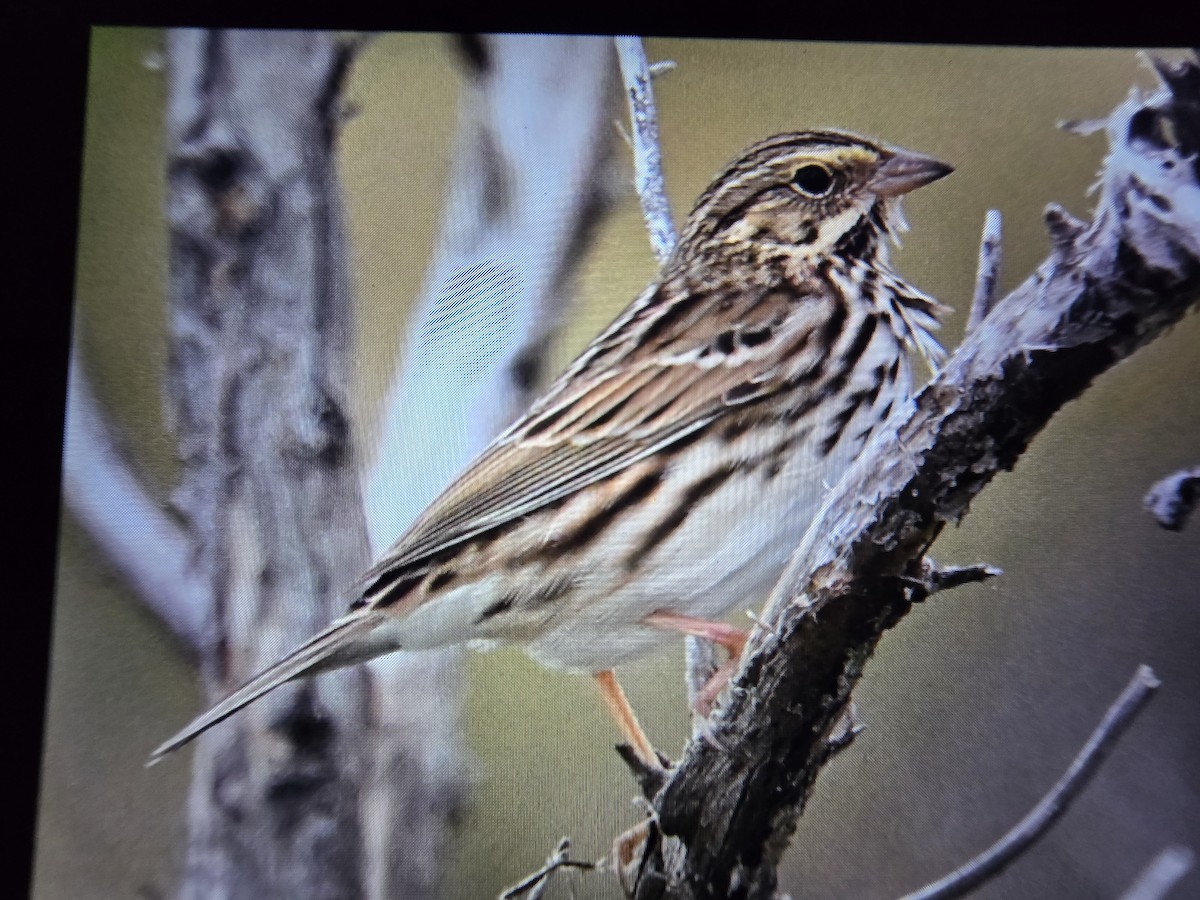 Savannah Sparrow - ML645032320