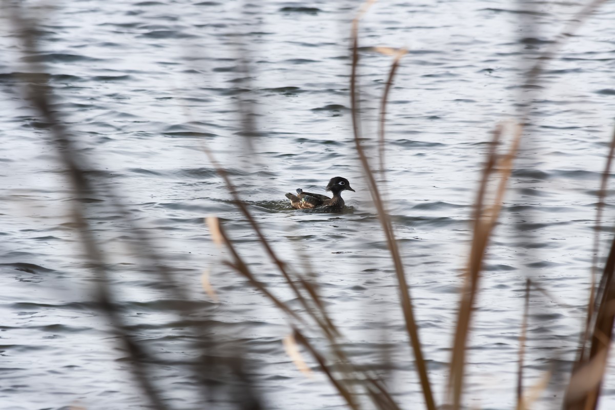 Wood Duck - ML645032322
