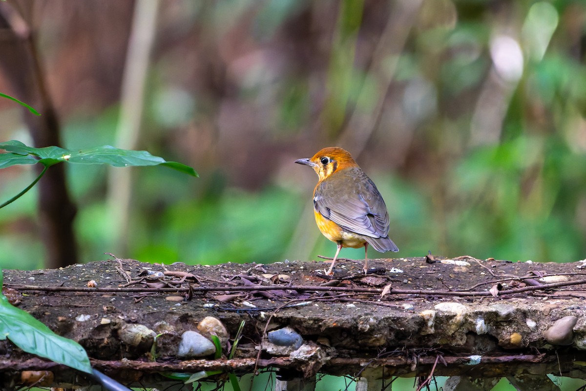 Orange-headed Thrush - ML645032323