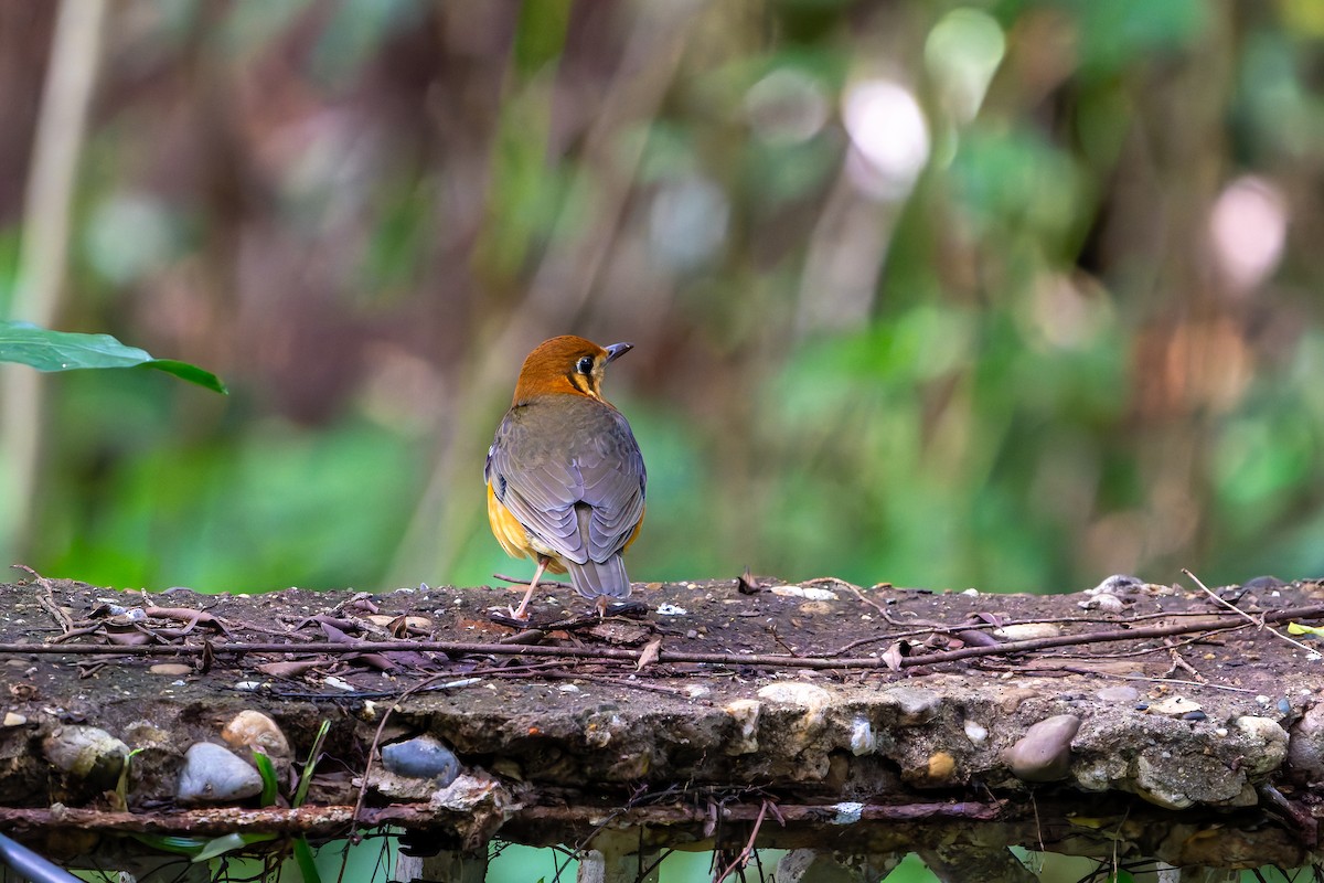 Orange-headed Thrush - ML645032324
