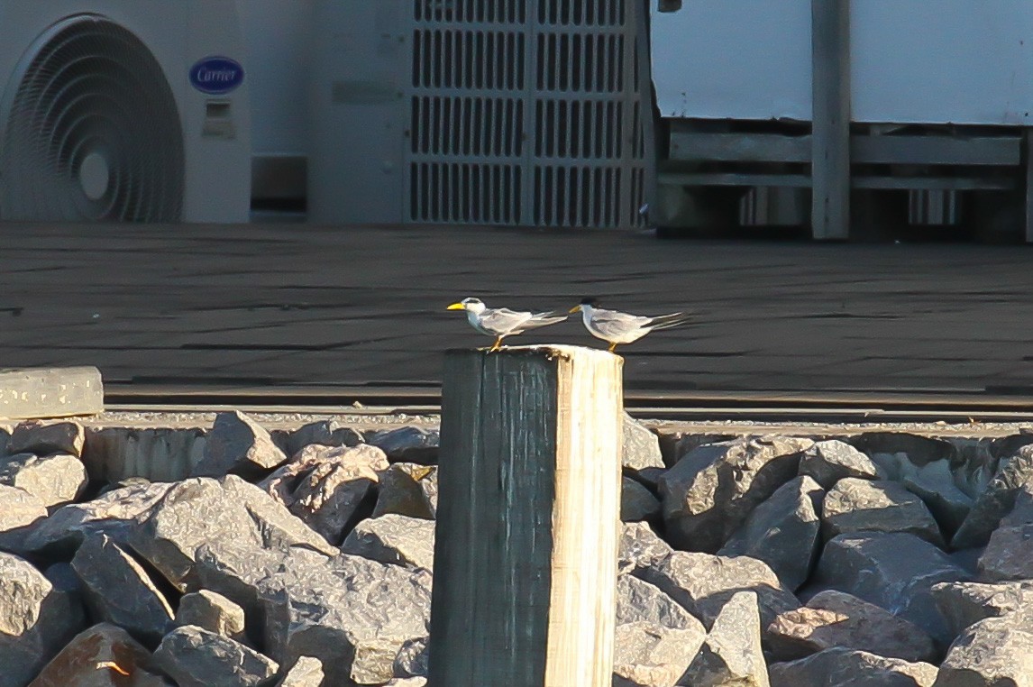 Yellow-billed Tern - ML645032327