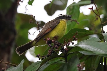 Rusty-margined Flycatcher - ML645032328