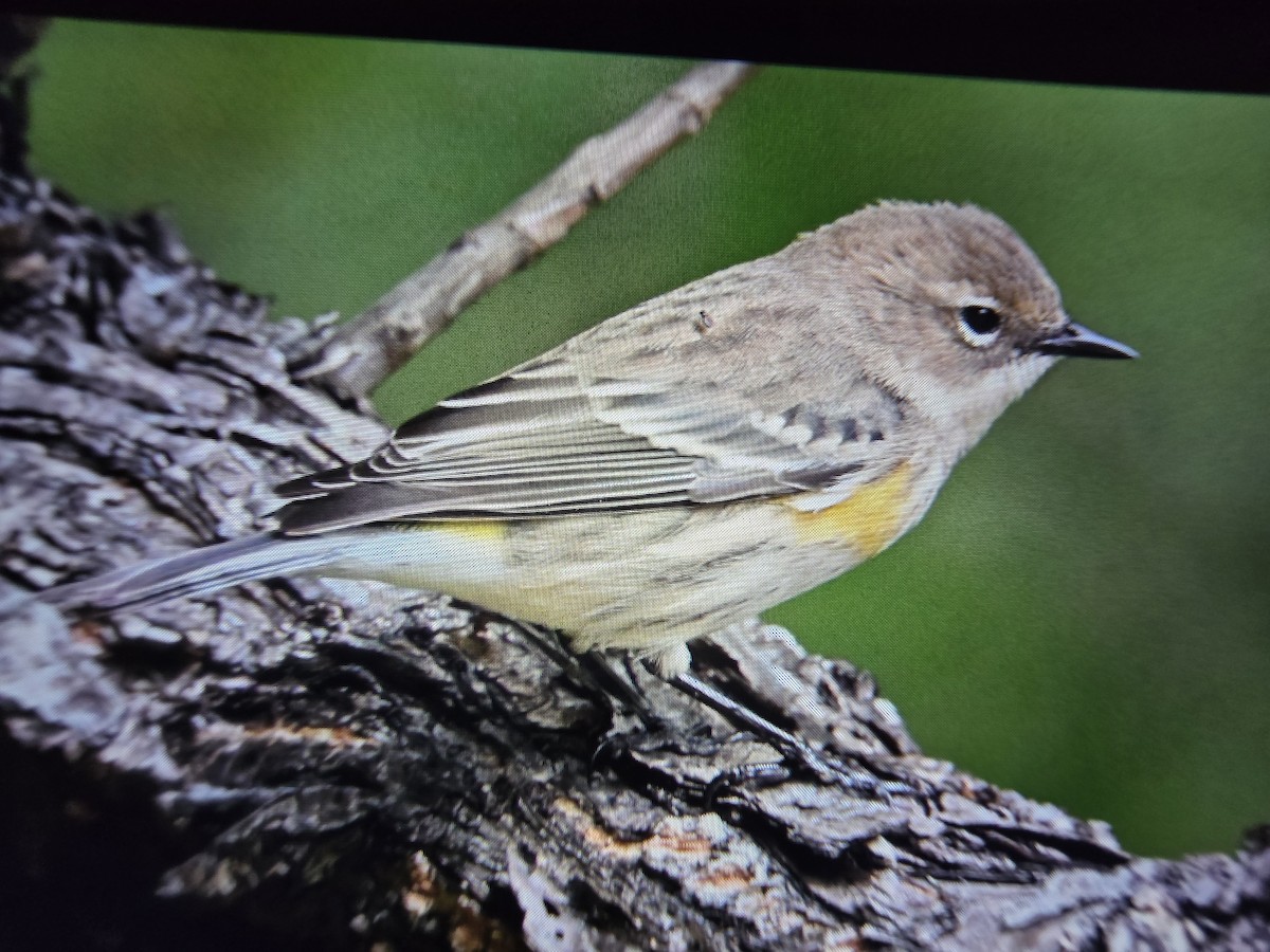 Yellow-rumped Warbler - ML645032329