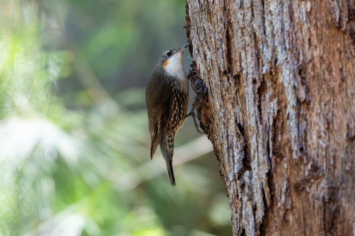 White-throated Treecreeper - ML645032330