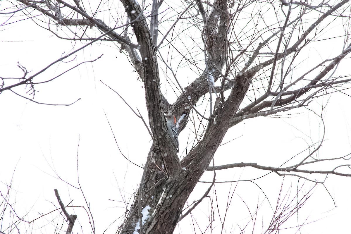 Red-bellied Woodpecker - ML645032333