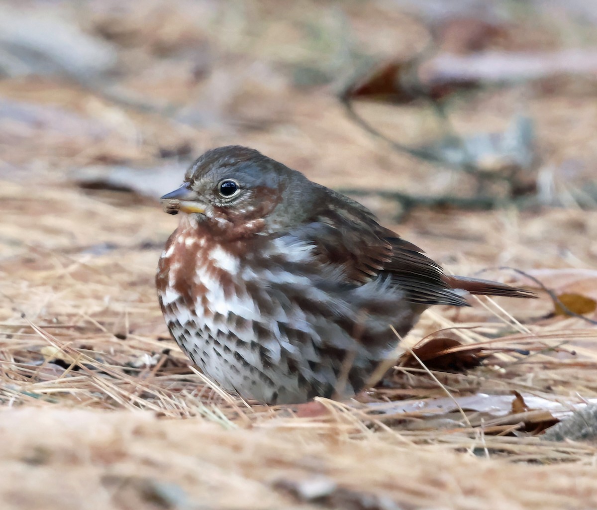 Fox Sparrow - ML645032337