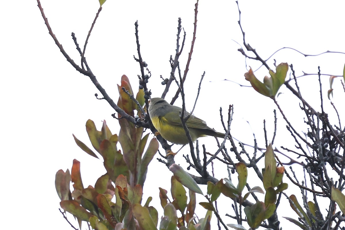 Nashville Warbler (ruficapilla) - ML645032343