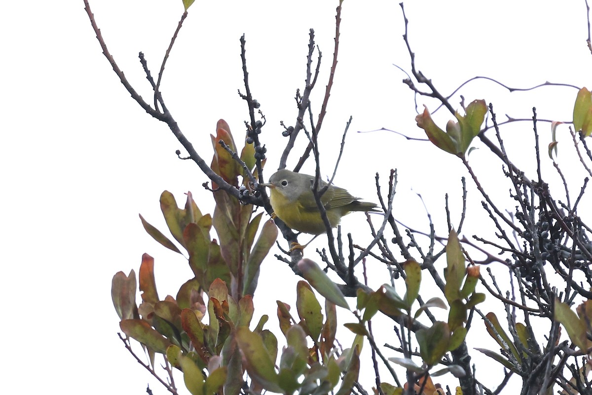 Nashville Warbler (ruficapilla) - ML645032344