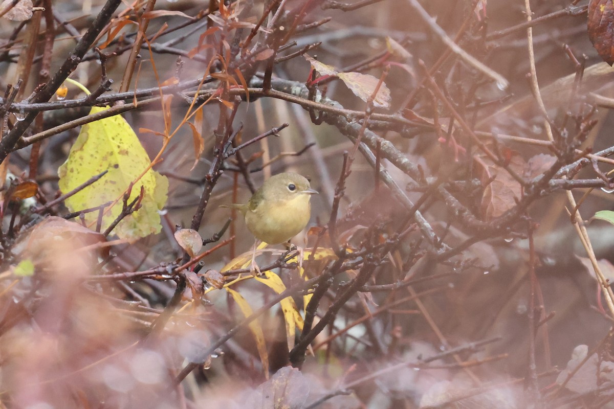 Common Yellowthroat - ML645032350