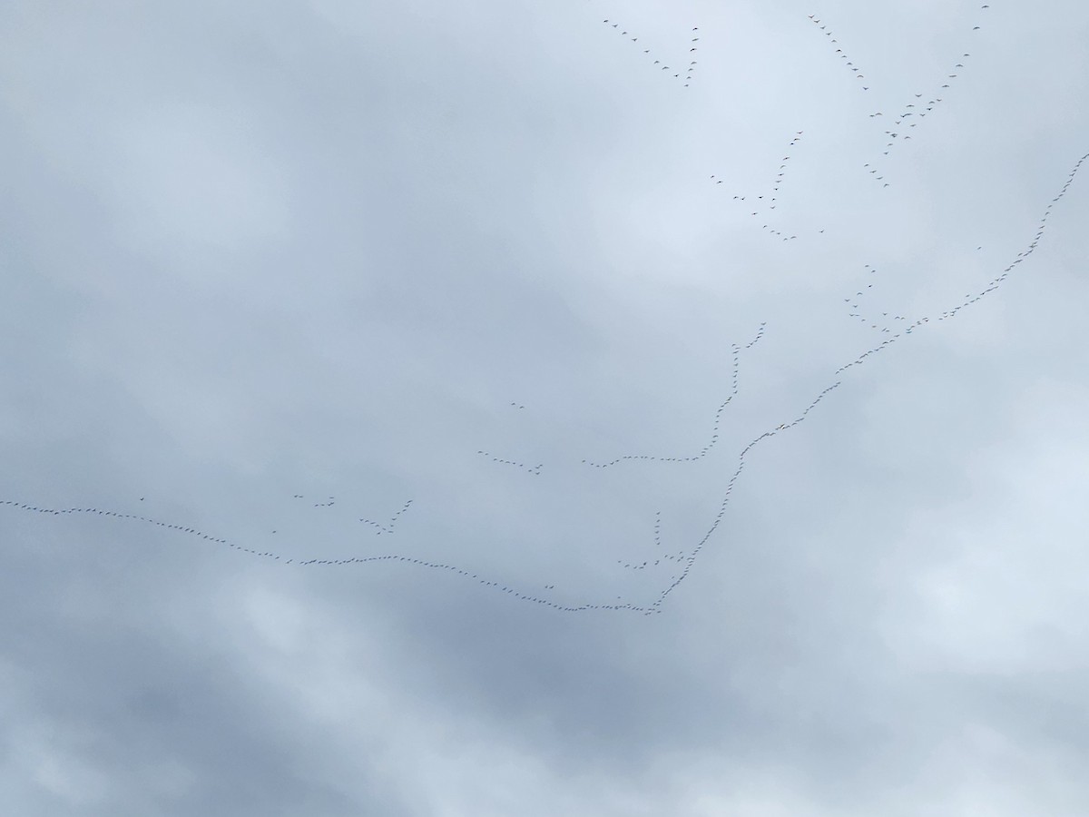 Cackling Goose - ML645032353