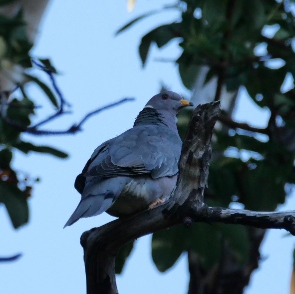 Band-tailed Pigeon - ML645032356