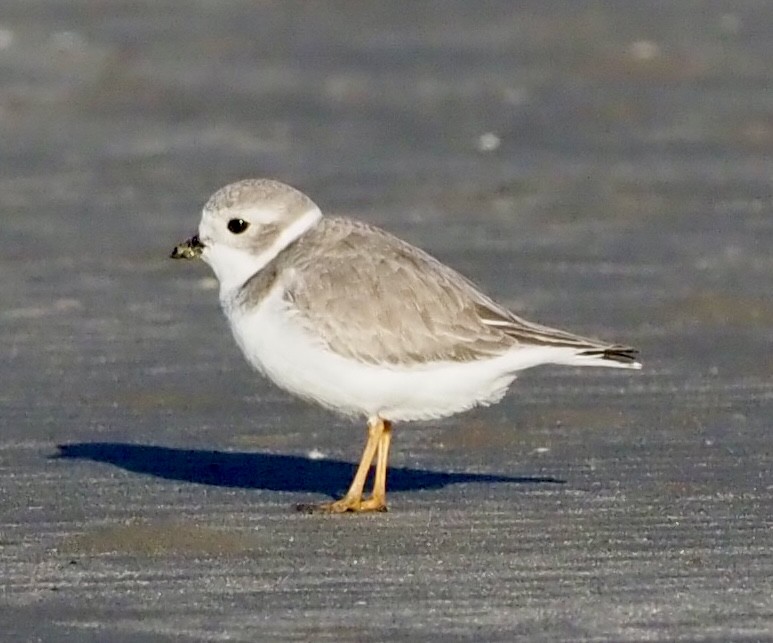 Piping Plover - ML645032359