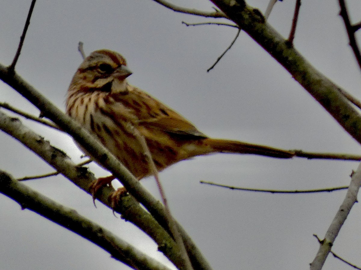 Song Sparrow - ML645032360
