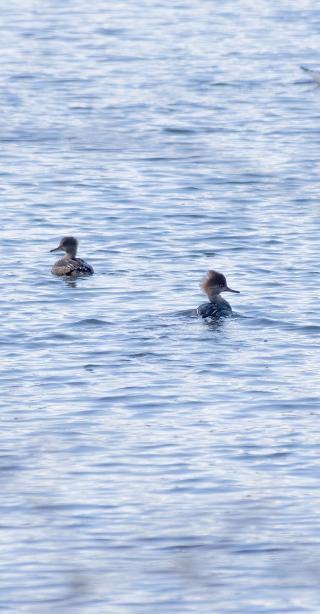 Hooded Merganser - ML645032363