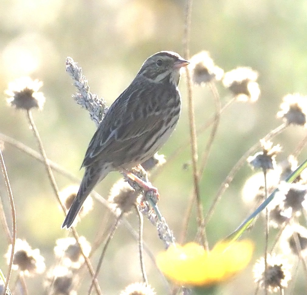 Savannah Serçesi - ML645032365