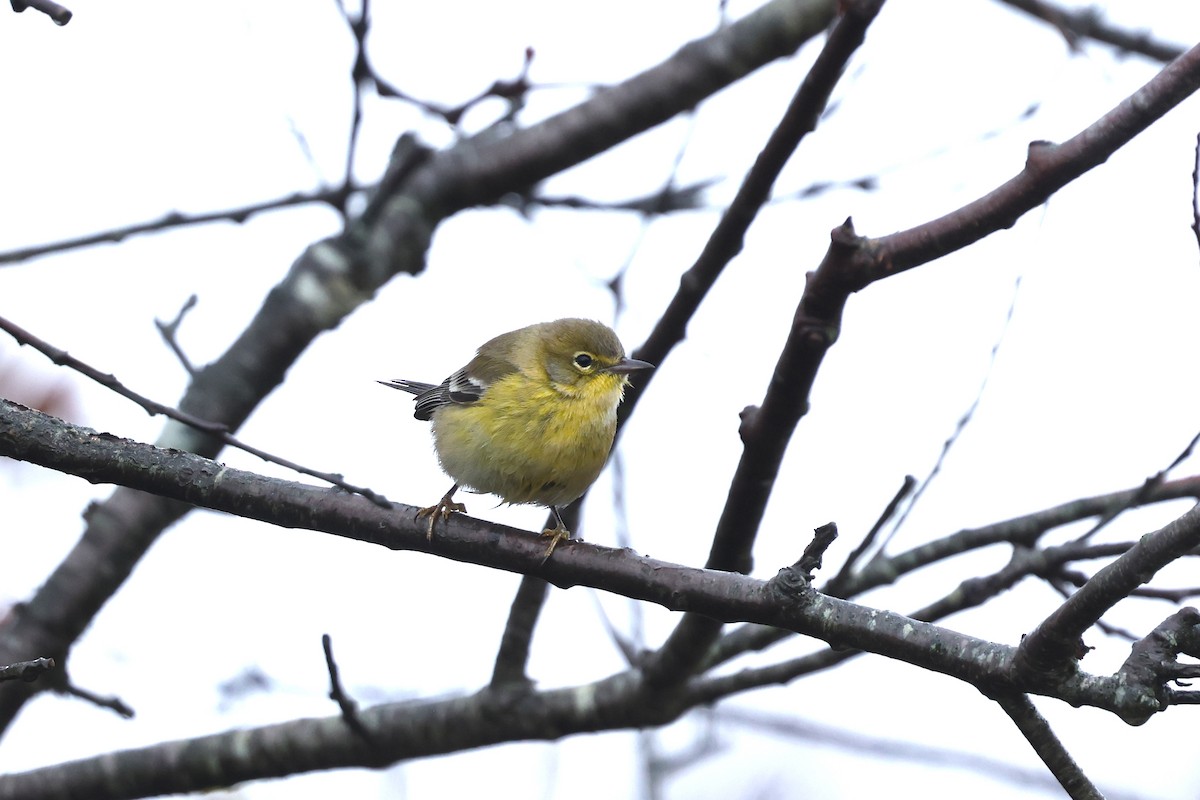 סבכון אורנים - ML645032372