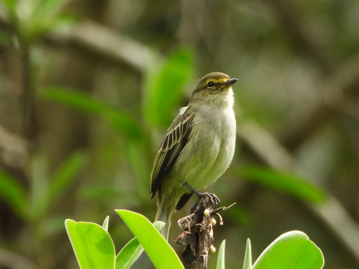 Golden-faced Tyrannulet - ML645032388