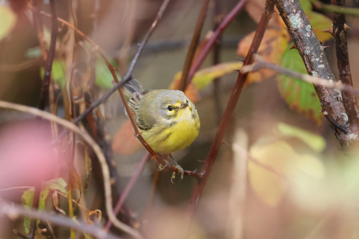 Prairie Warbler - ML645032389