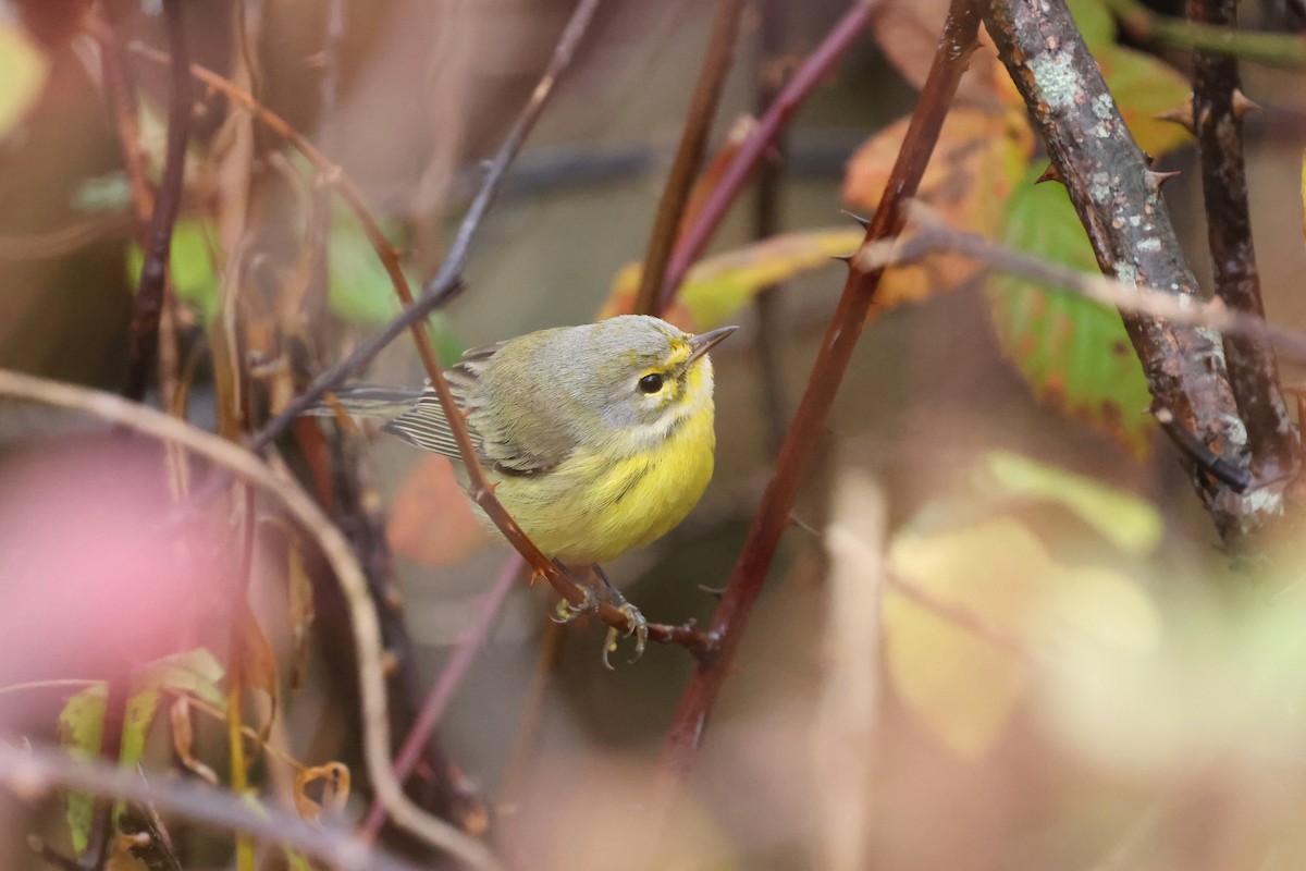 Prairie Warbler - ML645032390