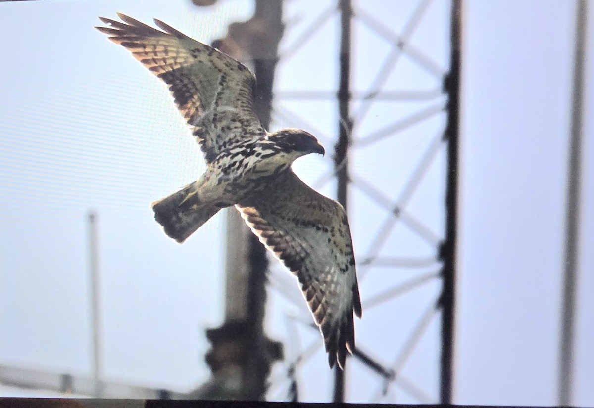Broad-winged Hawk - ML645032393