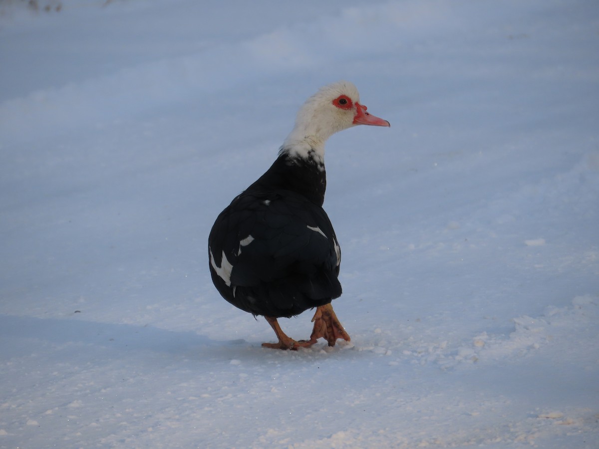 Moschusente (domestiziert) - ML645032396