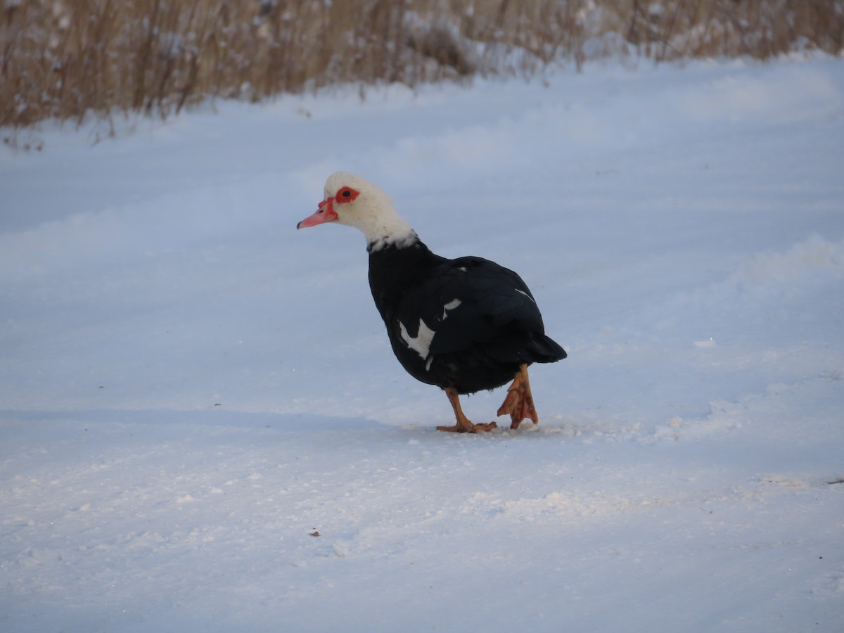 Moschusente (domestiziert) - ML645032397