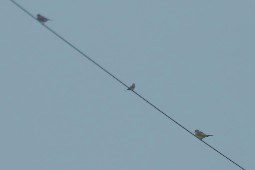 Azulejo Oriental - ML645032398