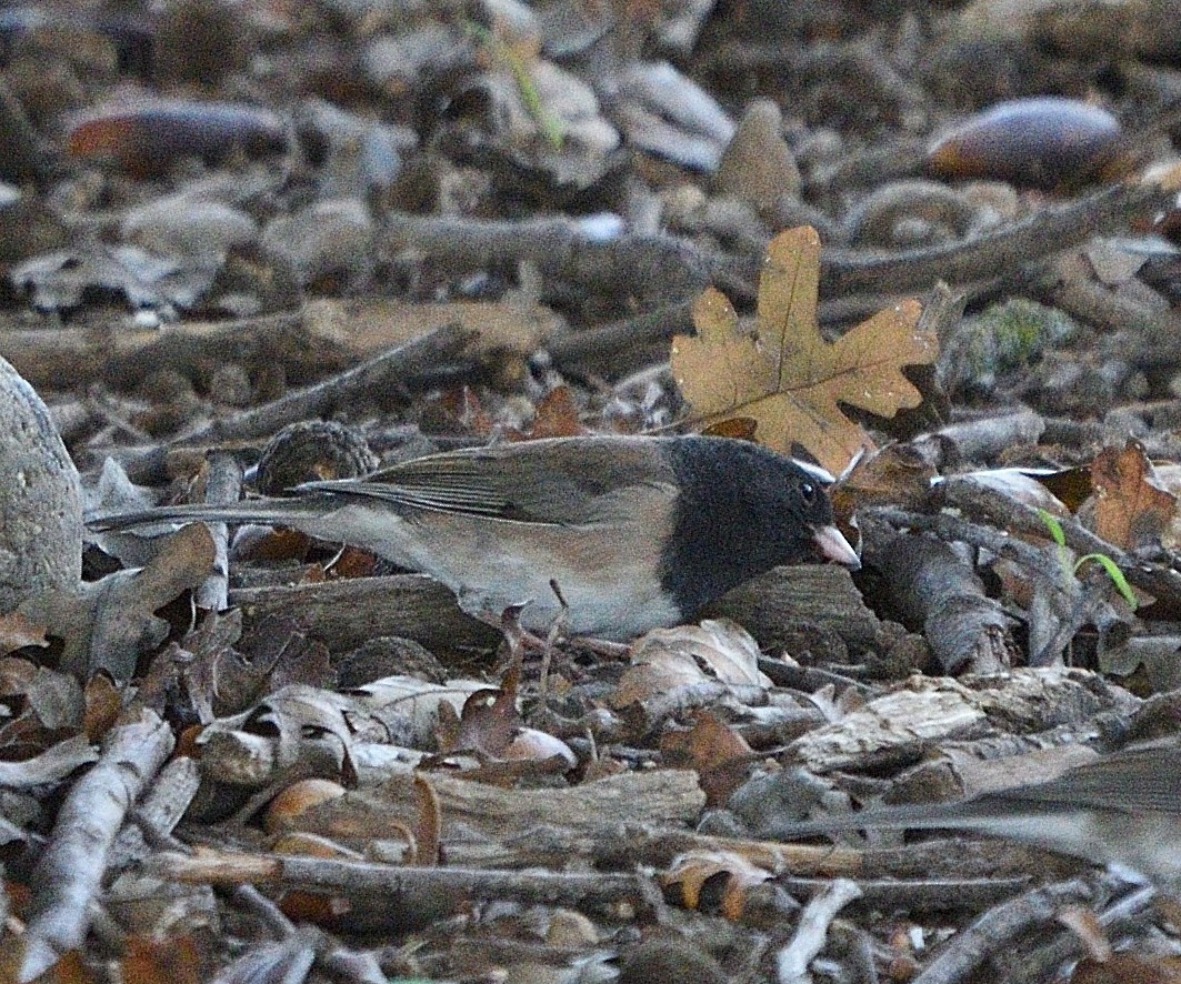 Dark-eyed Junco (Oregon) - ML645032401
