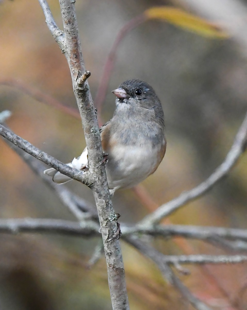 Dark-eyed Junco - ML645032410