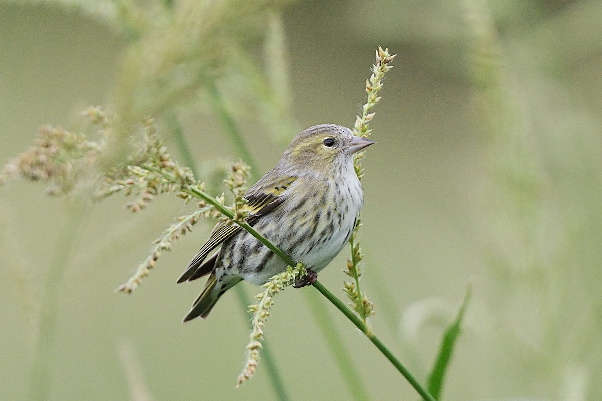 Eurasian Siskin - ML645032422