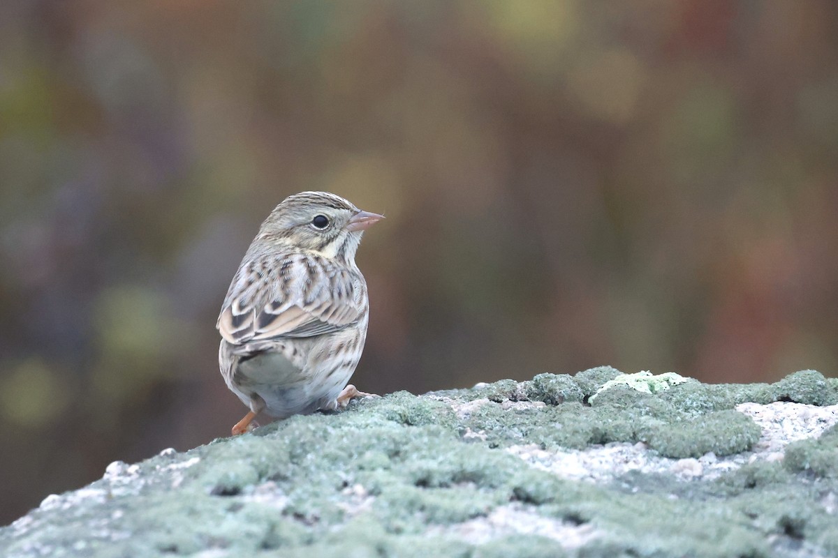 Savannah Serçesi (princeps) - ML645032423