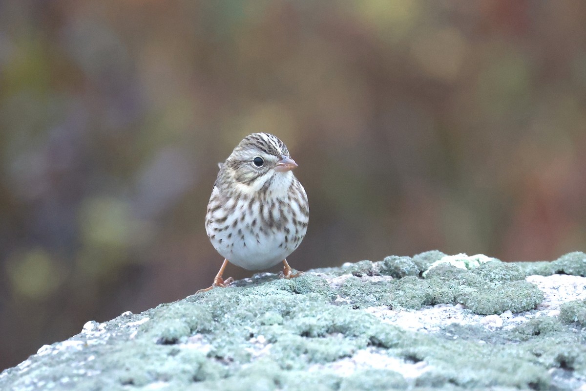 Savannah Serçesi (princeps) - ML645032424