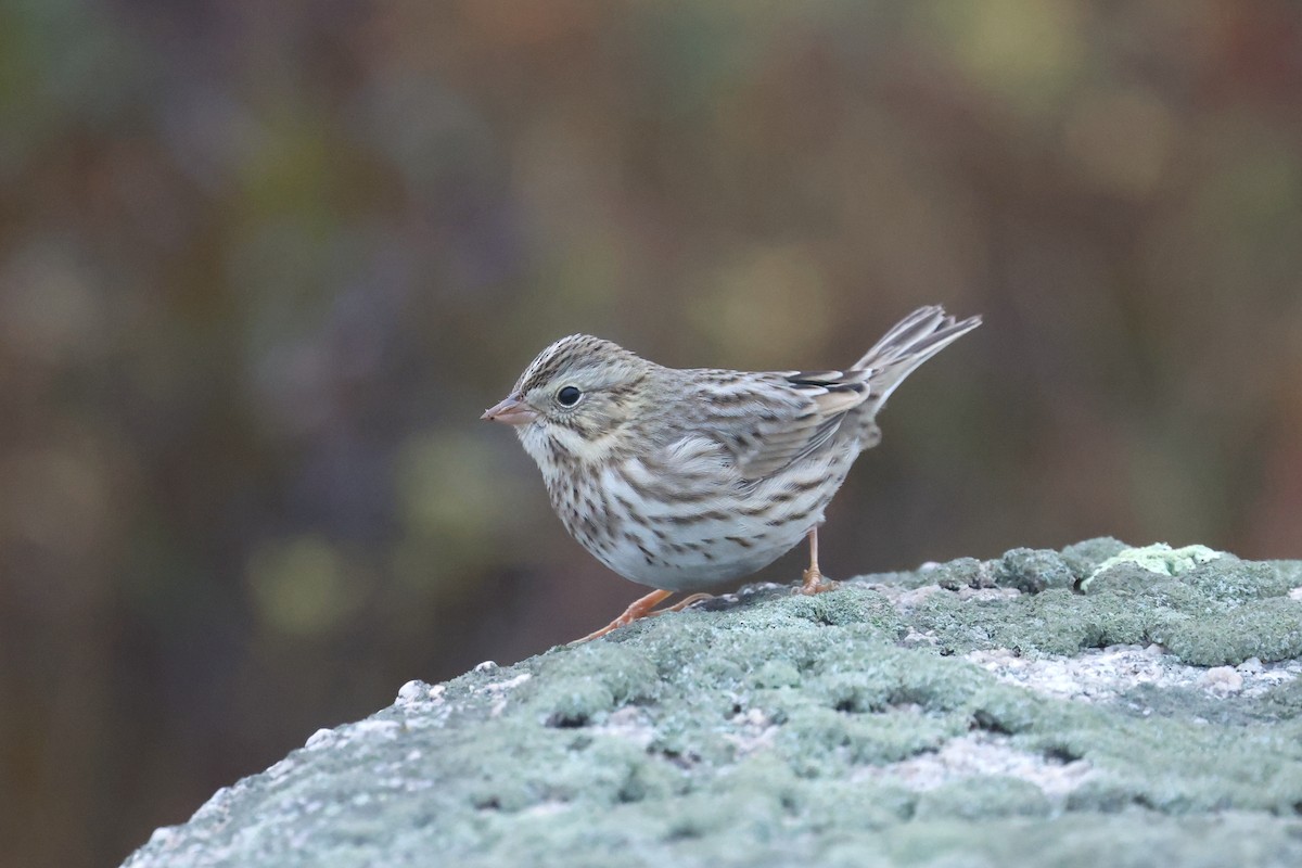 Savannah Serçesi (princeps) - ML645032425