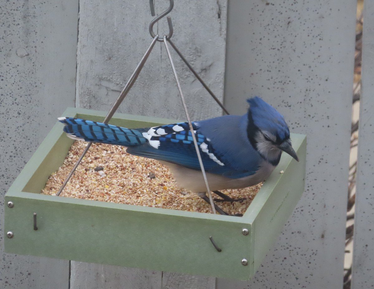 Geai bleu - ML645032428