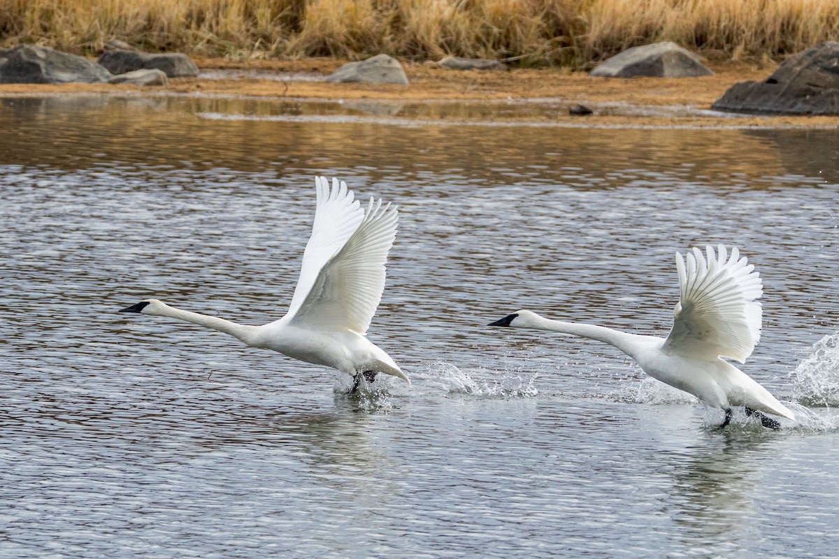 Trumpeter Swan - ML645032431