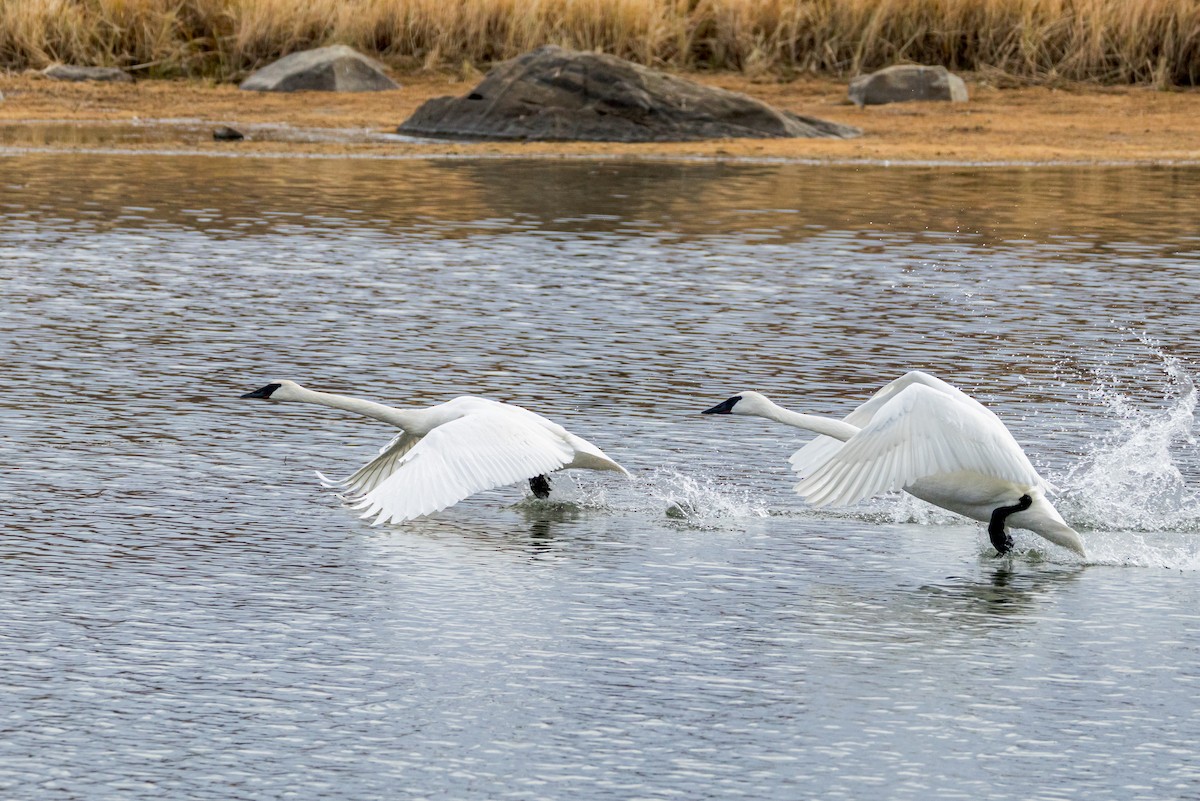 Trumpeter Swan - ML645032432