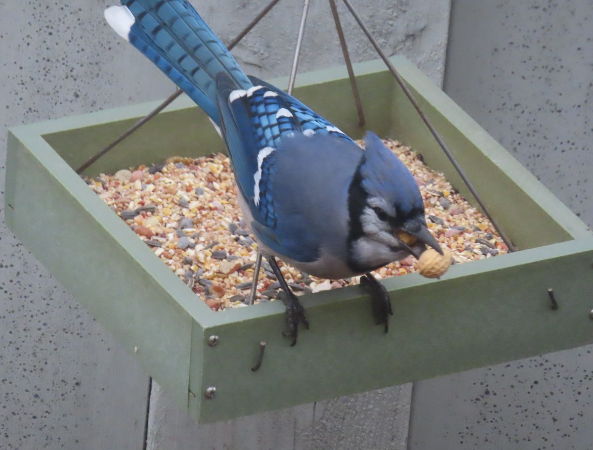 Geai bleu - ML645032433