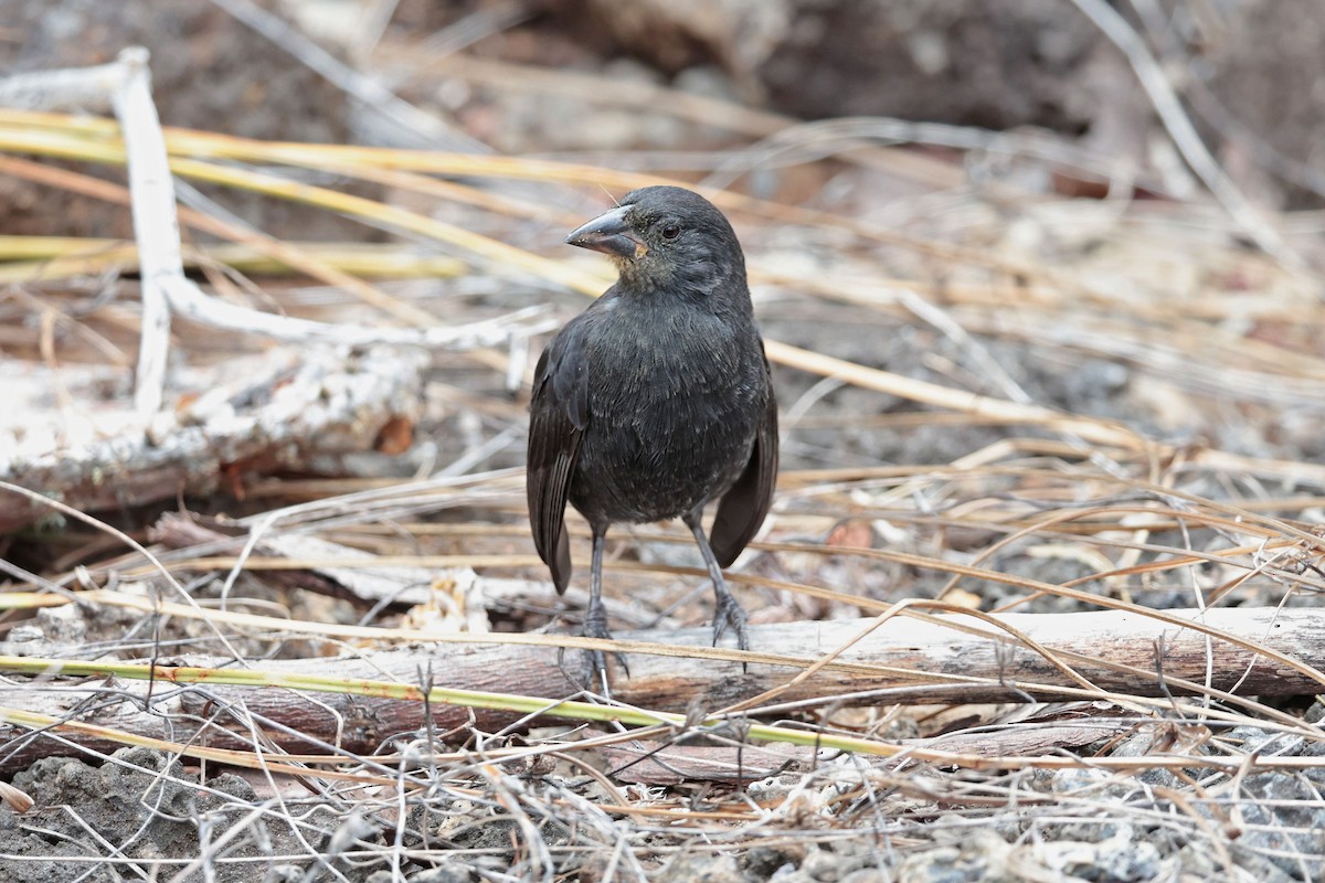Géospize des cactus - ML645032434