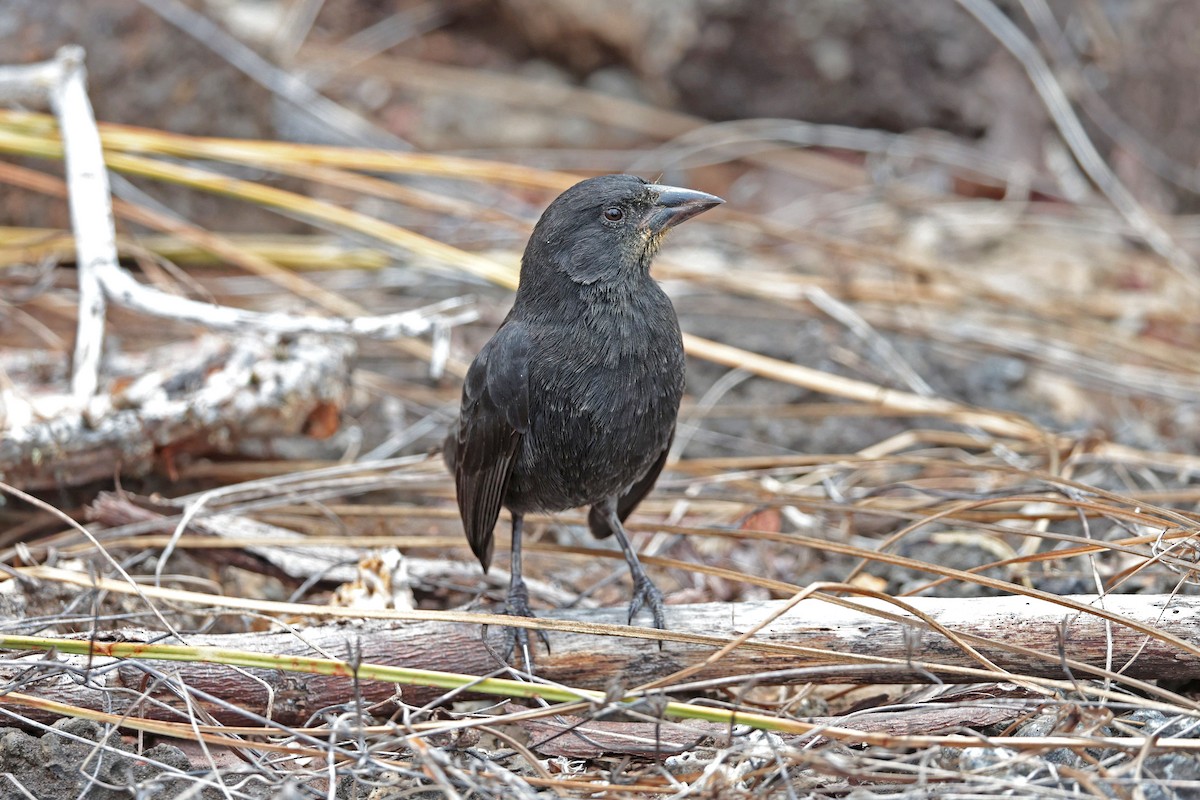 Géospize des cactus - ML645032435