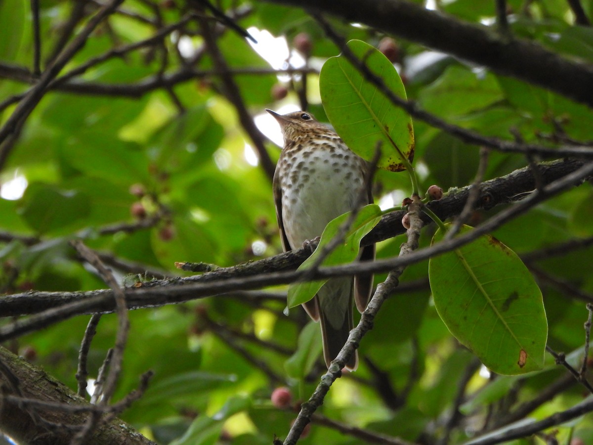 Swainson's Thrush - ML645032437