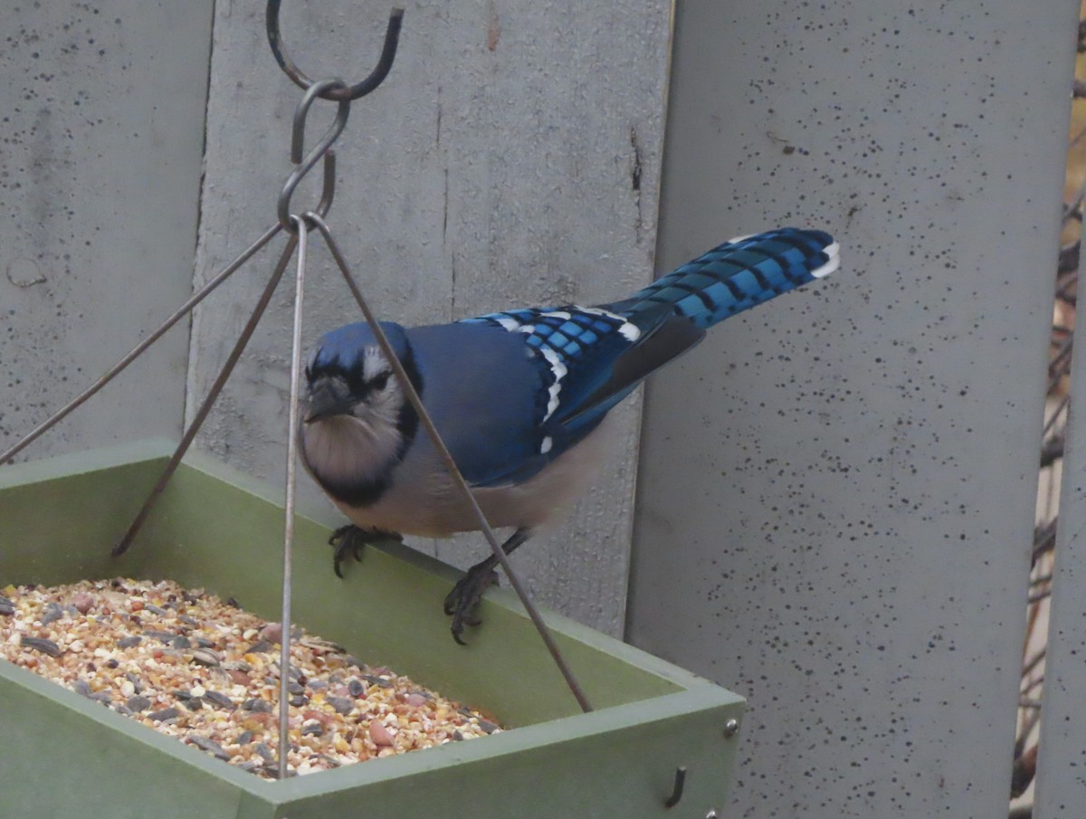 Geai bleu - ML645032450